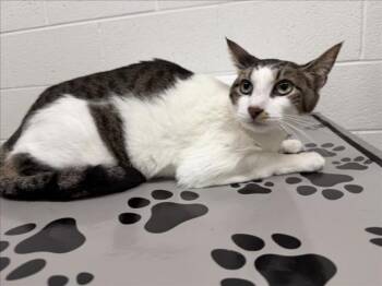 WINDING -  Domestic Short Hair Cat for Adoption in Derwood, Maryland - WINDING | PetCurious