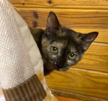 Rescue Tortoiseshell Cats for Adoption in Southern Pines, North Carolina - Portia - Sweet And Playful Little Girl | PetCurious