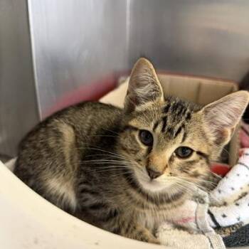 Gunnar -  Domestic Short Hair Cat Available for Adoption in Richmond, Virginia - Gunnar | PetCurious