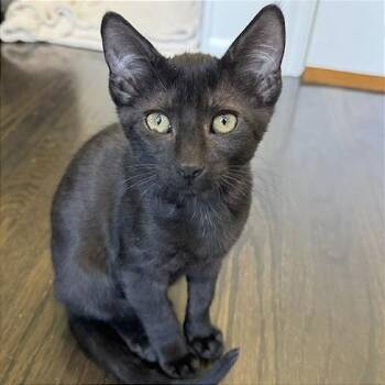 A1047639 Willie -  Domestic Short Hair Cat for Adoption in Pleasant Hill, California - A1047639 Willie | PetCurious