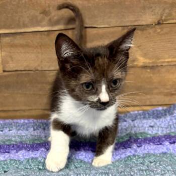 Ruby -  Domestic Short Hair Cat for Adoption in Medford, Oregon - Ruby | PetCurious