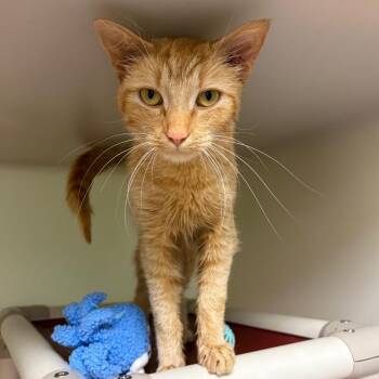 Cheeto -  Domestic Short Hair Cat for Adoption in Harrisonburg, Virginia - Cheeto | PetCurious