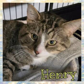 HENRY -  Domestic Short Hair Cat for Adoption in Southbury, Connecticut - HENRY | PetCurious