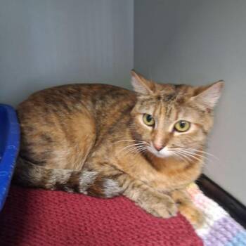 Domestic Short Hair Cats Available for Adoption in Kingman, Arizona - Tigy | PetCurious