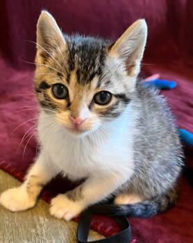 Rescue Domestic Short Hair and Tabby Cats for Adoption in Campbell, California - Harrison | PetCurious