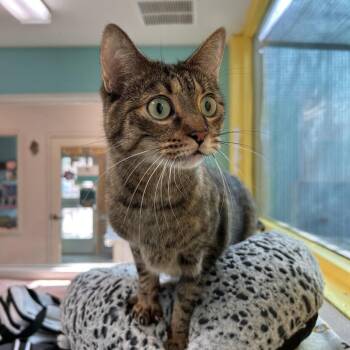 Domestic Short Hair Cats Available for Adoption - Sir Loin | PetCurious