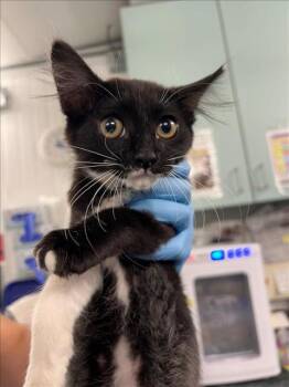 Rescue Domestic Short Hair Cats for Adoption in Woodland, California - A216640 | PetCurious