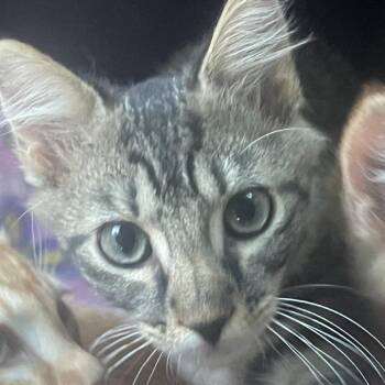 Blackberry -  Domestic Short Hair Cat for Adoption in Cumming, Georgia - Blackberry | PetCurious