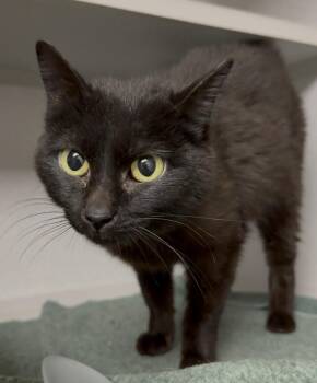 Wee -  Domestic Short Hair Cat for Adoption in Osseo, Michigan - Wee | PetCurious