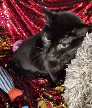 Ladybug -  Domestic Short Hair Cat for Adoption in Conway, South Carolina - Ladybug | PetCurious