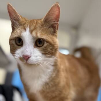 Rescue Domestic Short Hair Cats for Adoption in Cheyenne, Wyoming - Bex | PetCurious
