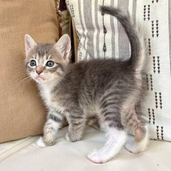 Kerbie 26 -  Domestic Short Hair Cat for Adoption in Austin, Texas - Kerbie 26 | PetCurious