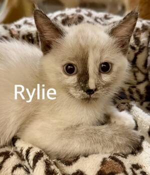Rylie -  Siamese Cat for Adoption in Owasso, Oklahoma - Rylie | PetCurious
