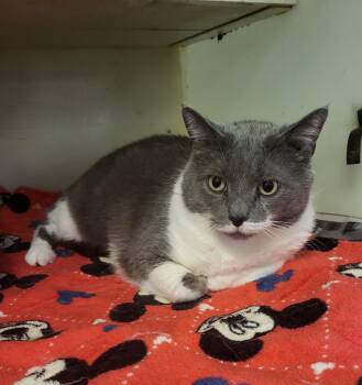 Domestic Short Hair Cats Available for Adoption in Muncie, Indiana - Esmeralda | PetCurious