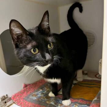 Tiva -  Domestic Short Hair Cat for Adoption in Woodinville, Washington - Tiva | PetCurious
