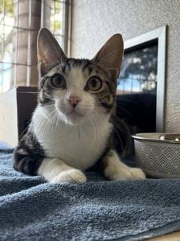 Comic -  Domestic Short Hair Cat for Adoption in Honolulu, Hawaii - Comic | PetCurious