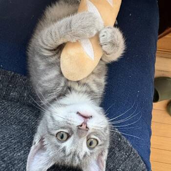 American Shorthair Cats Available for Adoption - Mince Pie | PetCurious