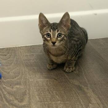 Luz N. - Cuddly mush -  Domestic Short Hair Cat for Adoption in New York, New York - Luz N. - Cuddly Mush | PetCurious