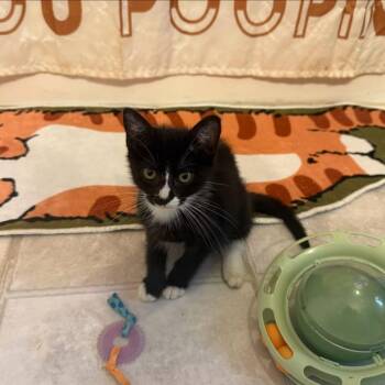 Penny and Atari -  Domestic Short Hair Cat for Adoption in New Britain, Connecticut - Penny And Atari | PetCurious
