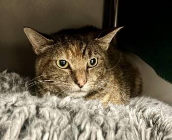 ARLENE -  Domestic Short Hair Cat for Adoption in Kalamazoo, Michigan - ARLENE | PetCurious