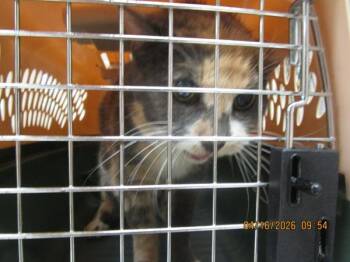 Domestic Short Hair Cats Available for Adoption in Marietta, Georgia - (685) | PetCurious