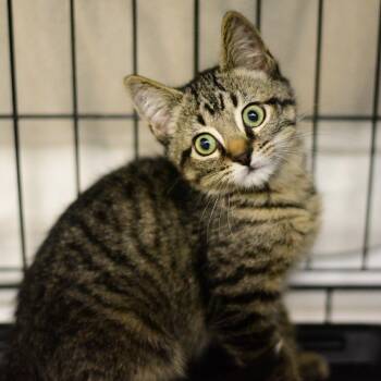 Cocoa -  Domestic Short Hair Cat for Adoption in Idaho Falls, Idaho - Cocoa | PetCurious