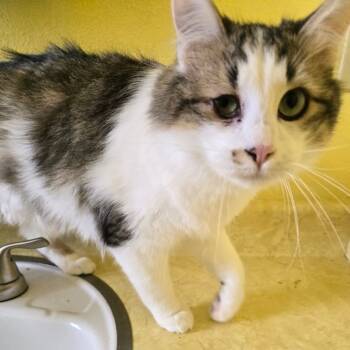 Rescue Domestic Short Hair Cats for Adoption in Colorado Springs, Colorado - MrMr | PetCurious