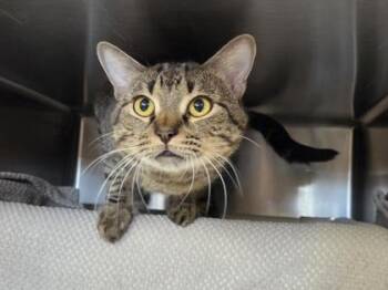 Worcestershire Sauce -  Domestic Short Hair Cat for Adoption in Westland, Michigan - Worcestershire Sauce | PetCurious