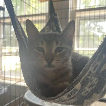 Scout -  Domestic Short Hair Cat for Adoption in Hammond, Louisiana - Scout | PetCurious