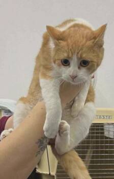 Domestic Short Hair Cats Available for Adoption - Bramble | PetCurious