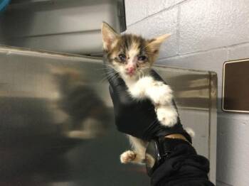 A1922193 -  Domestic Short Hair Cat for Adoption in Thousand Palms, California - A1922193 | PetCurious