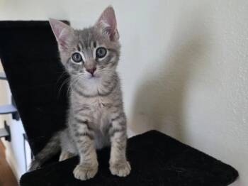 Taco -  Domestic Short Hair Cat for Adoption in Mission Viejo, California - Taco | PetCurious