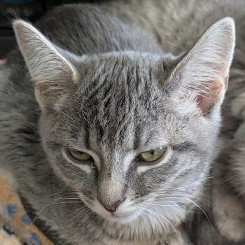 Lentil -  Domestic Short Hair Cat for Adoption in Eugene, Oregon - Lentil | PetCurious