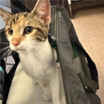 Cali -  Domestic Short Hair Cat for Adoption in Brentwood, Missouri - Cali | PetCurious