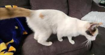 Rescue Domestic Short Hair Cats for Adoption in Liverpool, Texas - Ears | PetCurious