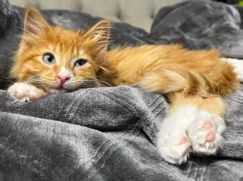 Rescue Domestic Long Hair Cats for Adoption in Wedgefield, South Carolina - Ginger Fluff | PetCurious