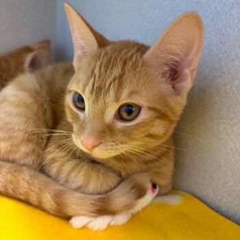 Domestic Short Hair Cats Available for Adoption in Pittsburgh, Pennsylvania - Jojo | PetCurious