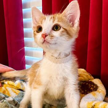 Phoenix -  Domestic Short Hair Cat for Adoption in Houston, Texas - Phoenix | PetCurious