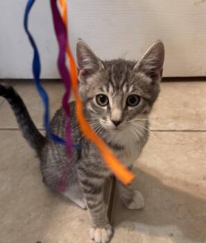Frank ( AV) -  Tabby Cat for Adoption in Napa, California - Frank ( AV) | PetCurious