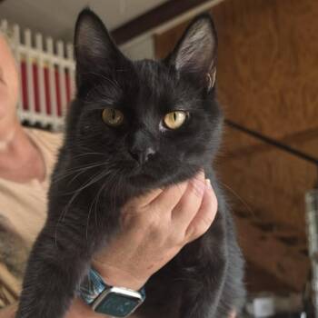 Skunky -  Domestic Medium Hair Cat for Adoption in Hattiesburg, Mississippi - Skunky | PetCurious