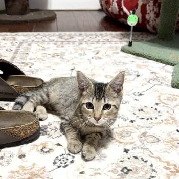 Purrfect Edna -  Tabby Cat for Adoption in Burlington, North Carolina - Purrfect Edna | PetCurious