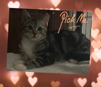 Rescue Domestic Short Hair Cats for Adoption in Orlando, Florida - Nina | PetCurious