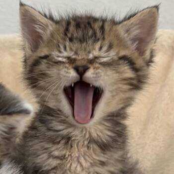 Domestic Short Hair Cats Available for Adoption in Chino Hills, California - Figgy - Chino Hills Location | PetCurious