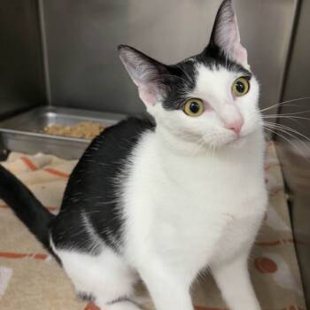 Rescue Domestic Short Hair Cats for Adoption in Beaumont, Texas - Willow | PetCurious
