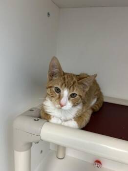 Domestic Short Hair Cats Available for Adoption - 26-59 Meowstro | PetCurious