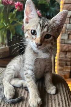 Clay - Earth Litter -  Tabby Cat Available for Adoption in Anthem, Arizona - Clay - Earth Litter | PetCurious