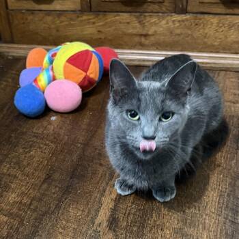 Sapphire -  Domestic Short Hair Cat Available for Adoption in Greenwood, Indiana - Sapphire | PetCurious