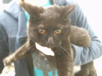 PANDA -  Domestic Short Hair Cat for Adoption in Omaha, Nebraska - PANDA | PetCurious