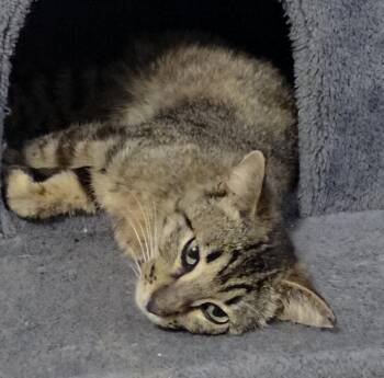Cedar Willow -  Domestic Short Hair and Tabby Cat for Adoption in Chandler, Arizona - Cedar Willow | PetCurious