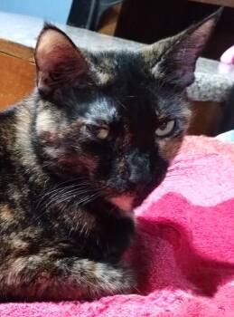 Rescue American Bobtail and Tortoiseshell Cats for Adoption in Metairie, Louisiana - Pretty Mocha Torti Bobtail Cat For Adoption | PetCurious